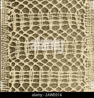 Ein Spitzen-Führer für Hersteller und Sammler; mit einer Literaturliste und fünfsprachiger Nomenklatur, äußerst illuswith Halbtonplatten und Schlüsselentwürfe . Diese Halb-Gänseblümchen wechseln sich mit Flechten ab, die mit einem Pieoton auf jeder Seite der Mitte ihrer Langseiten ornamentiert sind. Die Zentren der Margueritessollten aufstehen, wie es an anderer Stelle unter Zeile F, Spalte 2 beschrieben wurde. Pinsare, wie es sein mag, an den Anfang oder das Ende jedes Petals, an den Punkt gelegt, an dem er sich einem Geflecht anschließt. Die horizontalen Blätter müssen entweder auf der linken oder rechten Seite hinzugefügt werden, je nachdem, welcher Marguerit zuerst oder Akkordedi bereit ist Stockfoto