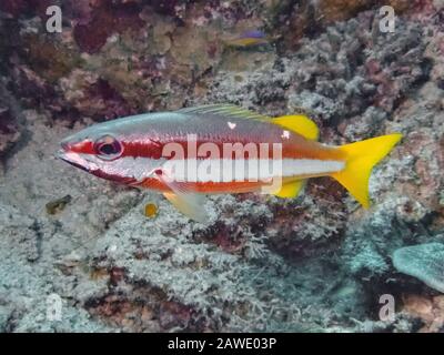 Zweifleckige Gebänderte Schnapper (Lutjanus biguttatus) Stockfoto