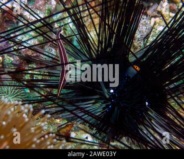 Ein Urchin-Clingfish (Diademichthys lineatus) Stockfoto