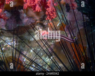 Ein Urchin-Clingfish (Diademichthys lineatus) Stockfoto