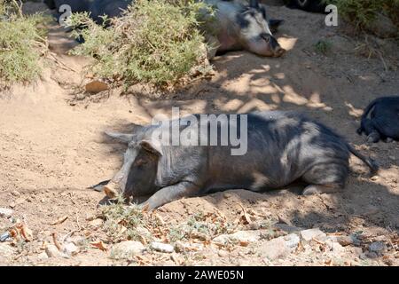 Wilde Hausschweine (Sus scrofa domestcus) in den Bergen von Korsika, Korsika, Frankreich Stockfoto