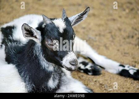 Kleine Wildziege Capra Aegagrus Hircus Liegt auf Dem Boden Porträt Stockfoto