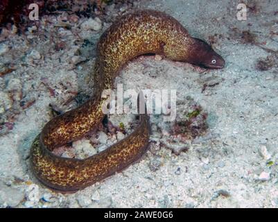 Weißäugiger Moray-Aal (Gymnothorax thyrsoideus) Stockfoto