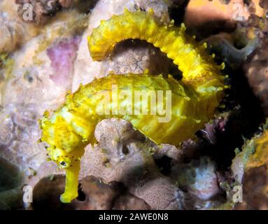 Eine gelbe Seepferdchen (Hippocampus Kuda) Stockfoto