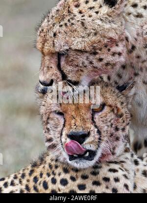 Zwei Cheetahs (Acinonyx jubatus) lecken Blut von ihren Gesichtern, nachdem sie im Regen gegessen haben, Tierporträt, Masai Mara National Reserve, Kenia Stockfoto