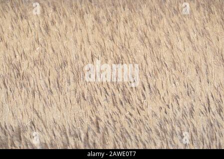 Gemeines Schilf (Phragmites australis) im Wind, Hintergrundbild, Nordsee, Norddeich, Niedersachsen, Deutschland Stockfoto