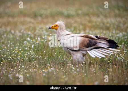 Ägyptischer Geier (Neophron percnopterus) auf einer Blumenwiese, Extremadura, Spanien Stockfoto