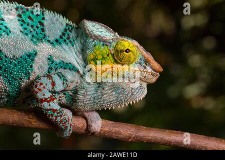 Panther Chamäleon (Furcifer pardalis), männlich, auf einem Zweig sitzend, Tierporträt, Insel Nosy Faly, Nordwest-Madagaskar, Madagaskar Stockfoto