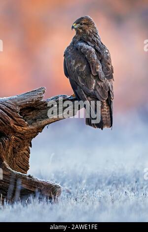 Steppenbussard (Buteo buteo) an der Wurzel bei Sonnenaufgang, Frost, Winter, Biosphärenreservat Mittlere Elbe, Sachsen-Anhalt, Deutschland Stockfoto