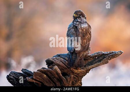 Steppenbussard (Buteo buteo) an der Wurzel bei Sonnenaufgang, Frost, Winter, Biosphärenreservat Mittlere Elbe, Sachsen-Anhalt, Deutschland Stockfoto