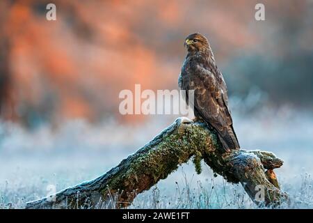 Steppenbussard (Buteo buteo) auf Baumstamm bei Sonnenaufgang, Frost, Winter, Biosphärenreservat Mittlere Elbe, Sachsen-Anhalt, Deutschland Stockfoto