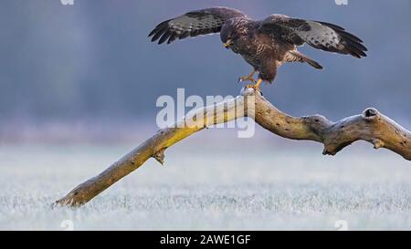 Steppenbussard (Buteo buteo) auf Baumstamm bei Sonnenaufgang, Frost, Winter, Biosphärenreservat Mittlere Elbe, Sachsen-Anhalt, Deutschland Stockfoto