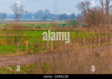 Einige Rehe laufen am Abend über ein Grünfeld Stockfoto