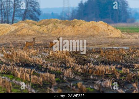 Einige Rehe laufen am Abend über ein gepflüpftes Maisfeld Stockfoto