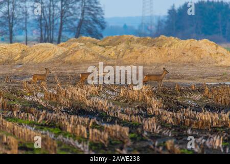 Einige Rehe laufen am Abend über ein gepflüpftes Maisfeld Stockfoto