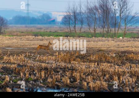 Einige Rehe laufen am Abend über ein gepflüpftes Maisfeld Stockfoto