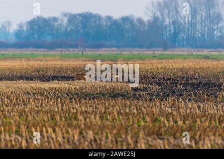 Einige Rehe laufen am Abend über ein gepflüpftes Maisfeld Stockfoto