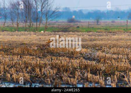 Einige Rehe laufen am Abend über ein gepflüpftes Maisfeld Stockfoto