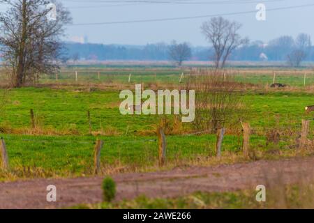 Einige Rehe laufen am Abend über ein Grünfeld Stockfoto