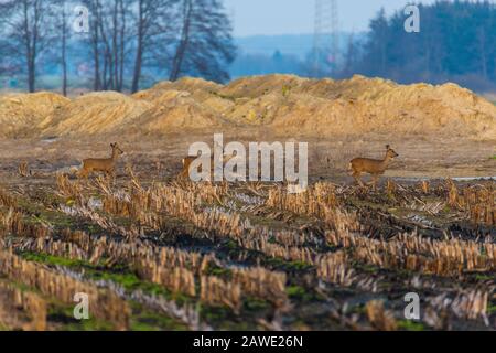 Einige Rehe laufen am Abend über ein gepflüpftes Maisfeld Stockfoto