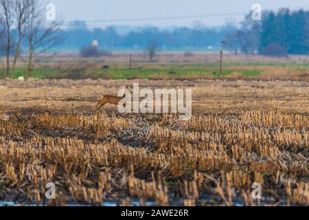 Einige Rehe laufen am Abend über ein gepflüpftes Maisfeld Stockfoto