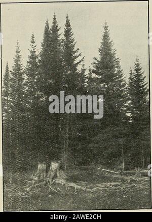 Bay County vorbei und präsent . andere einheimische Waldtreesneben der weißen Kiefer. Es gibt etwa Eightsorten von Bäumen nativeto Michigan, und es ist sicher zu sagen, dass eine große davon in der Anfangszeit im SaginawValley gefunden wurden.Es gab die Weißschwein-Norwegen-Kiefer, die Tanne, Fichte, Zeder, harten und weichen Ahorn, Eiche, Hickory, tamarack, Birke, Elmand zahlreiche andere Arten sowohl des Kegels mit immergrünen Bäumen, als auch der Lauben, die ihre Blätter bei jedem Fall abwerfen. Tamarack und Zeder waren an den sumpfigen Stellen zu finden; Theeiche und anderes Hartholz auf dem schweren Lehmboden und der Stockfoto