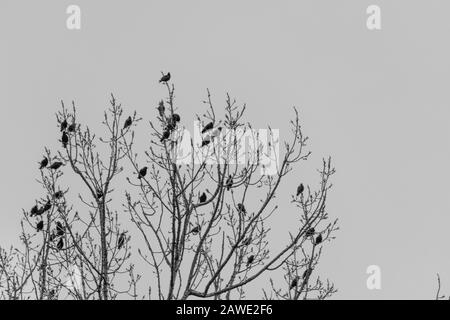 Viele kleine Vögel sitzen hoch in einer Baumkrone schwarz-weiß Stockfoto