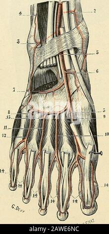 Traité d'Anatomie humaine. lecôtoie le tendon de lextenseur propre dugros orteil. - En dehors, elle suit le bordinterne du pédieux, qui savance un peu surelle à sa partie inférieure. - En avant,enfin, elle est séparée de la peau par undouble feuillet aponévrotique, laponévrosedorsale superficielle et laponévrose du pé-dieux (t. I, p, 989). -Deux veines, lune in-terne, lautre externe, et un nerf, la brancheterminale interne du tibial antérieur, accom-pagnent la pédieuse dans toute son étendue. 3-Grad-Verteilung. - En dedans, lartèrepédieuse ne fournit que quelques rameauxsans nom, c{ui se dirigge Stockfoto