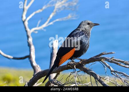 Weibliche Roter geflügelte Starling Auf Baumzweig (Onychognathus morio) Stockfoto