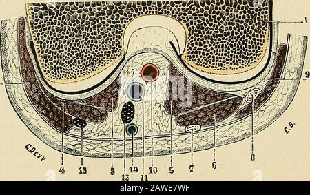 Traité d'Anatomie humaine. Lques lamus-cules terminaux jusque sur le testicule. La sous-culanêe abdominale peut, plus développée que dhabitude, fournir quelques rameauxaux muscles de la cusse. - On la vue donner la zirconflexe postérieure ou bien une circon-Jlexe iliaque accessoire (fréquent). § VI - ArTÈKE POPLIÏKEET8ESBRANGHES Lartère poplitée (Abb. 164/1) fait Suite à la fémorale, de même que celle-ci faitsuite à liliaque externe. Elle sétend de lanneau du troisième adducteur (t. I, S. 941)à Tanneau du soléaire (t. I^ S. 960), où elle se termin en se bifurquant. 1 Situation und Trajet. Stockfoto