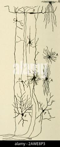 Die Anatomie des Nervensystems, vom Standpunkt der Entwicklung und Funktion. Abb. 213.-Aus dem vorderen Zentralgyrus der menschlichen Gehirnrinde, der die Endpunkte der Corparticetalfasern zeigt: A, b, Afferente Fasern; B, Densenetwork, die von den Endästen der Suchfasern erzeugt werden. Golgi-Methode. (Cajal.). Abb. 214.-Nervenzellen und Neurogliavon der Großhirnrinde: A, Neuroglia; B, horizontale Zellen von Cajal; C, pyramidale Zellen;D, Zelle von Martinotti; E, Stellatzelle. Werden gesehen, die ein enges Netzwerk unmyelinierter Fasern bilden. Eingenetzt in den dichten Faserplexus, der an B, Abb., angezeigt wird. 213, are Stockfoto