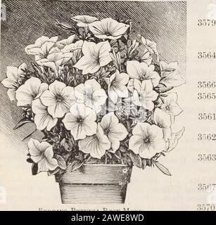 Dreer's 72. Jahreausgabe Gartenbuch : 1910 . Dkeers Superb Doppelbraten Petunia.. ING, Making0 Importierte Dreers Superb Einfransige Petunia. Single L, arge-flower-ing Petunien. RPK RKT. 3580 Dreers Superb Large=blühende Fransen. Unser eigenes Sparen von feinsten Blumen;von verv großer Größe und schöner Form; tief gekehlt, in verschiedenen und brillanten Farben, andschön gefrandet. (Siehe Schnitt.) 25 3576 Giant of California. Flow-ers sehr groß, in großen Farbvarianten und Markierungen, mit tiefgelben Kehlen 25 3577 Ruffled Giant. Blumen extraordinarv Größe und Unterstellung, und ausgezeichnet matt Stockfoto
