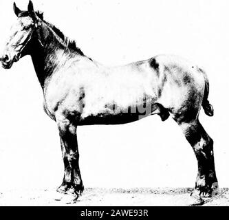 Typen und Marktklassen von Live-Aktien . se als in jeder anderen Art. Das stimmt, weil der Drafter ein Geschäftspferd ist, während andere Typen meist zu Vergnügungszwecken geschätzt werden. Finish.-Der Begriff Finish bezieht sich auf ^o Fatness und auf die Econdition des Coats. Der Pferdemarkt unterscheidetein beträchtliches Maß zwischen dem Fetttrockner und dem Denker, und es ist svaufstand, was eine Verbesserung bei den Somepferden durch die Zugabe von Fett ist. Fatness erhöht das Gewicht, verbessert die Form und den Geist und bietet die notwendige Reservestore an Energie, um das Pferd durch die ersten paar Wees zu tragen Stockfoto