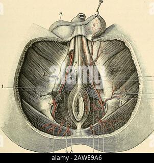 Traité d'Anatomie humaine. ui s(parc.lischio-caverneux du Imibo-caveineux, abandonne quelques rameaux à ces deuxmuscles et vient se termiiuM à la partie postérieure du scrotum, oii elle sanastu-mose avec les bonteuses externes de la Pensale de la Pensale Périnéale profonde. - .appelée encore artère transversal du périnée, artèrebulbeuse ou bidbo-uréthrale, la périnéale profonde nait de la bonteuse interne.. Cdev/ £C D 2 5 E- BOJLENAZ Abb. LOO. Vaisseaux du Périnée chez lhomme. A, Hodensack, érigné en liaut. - B, releveur de lanus. - C, Schließmuskel. - D, Muskel Irausverse du périuée. - E. iscliio-ca Stockfoto