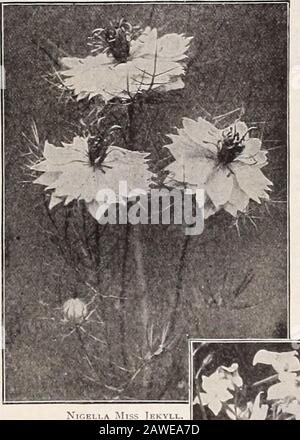 Dreer's 72. Jahreausgabe Gartenbuch : 1910 . meist cremefarben. 325 Roi des Noirs [König der Schwarzen). Tiefes samtiges Granat; veryrtes, dunkles Laub. 3262 Rudolf Virchow. Feine Karminrose.3256 Spitfire. Brillante Orangen-Vermilion. Preis: Jede der oben genannten, 5 St. pro Stück; 25 St. pro oz.3250 DreerS Sammlung einer Packung je 12 feinste Lobbs-Sorten. 50 cts.32t)ii Dreers Collection von je 12 feinsten Lobbs-Sorten. 1,50,3260 Dollar Feinstes Mixed. Lobbs. .^ cts. Pro St.; 15 cts. ]>er oz.; 40 cts PERI lb.; ^.ib per lb. PRO PKT. 3270 Hybriden von Madam Gunt= er. Dieser FINE-Dehnungskont Stockfoto