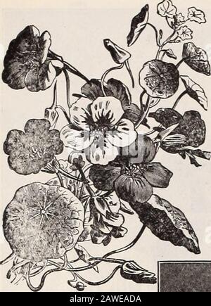 Dreer's 72. Jahreausgabe Gartenbuch : 1910 . er pkt., 5 cts.; oz., 15 cts.; lb., 30 cts.; lb., §1,00.3330 Tall Ivy-leaved. Eine schöne Klasse mit tiefgrünem, eivigen Blattwerk und gebratenen Blumen in einer guten Auswahl an hellen Farben. Pro Stück, 10 St.; oz., 20 cts.; lb., 75 cts.332§ Dreers Collection of a Packet each of 12 finest climbing sortes, 50 cts.3319 Dreers Collection of 1 Unze each of 12 finest climbing sorts, §1,25. Lobbs, Die Nasturtimns Klettern, werden auf der nächsten Seite angeboten. 3297 Prinz Henry. Cremefarbener, gepunkteter und gespitzter Scharlach. 3298 Violett. Satter Schatten purpurer Krimson. 3301 Rose. A Stockfoto