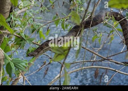 Florida gebänderte Wasserschlange, Nerodia Fasciata in natürlichem Lebensraum. Stockfoto