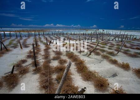 Algenreihen auf einer Algenfarm, Sansibar-Insel, Tansania. Stockfoto