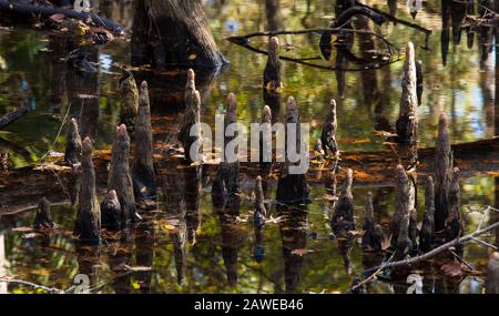 Nahaufnahme der Knie der Zypresse in Wasser auf dem Suwanee River in Florida. Stockfoto