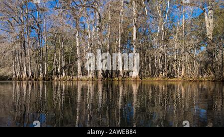 Cypress Forest and River in Manatee Springs State Park, Florida. Stockfoto