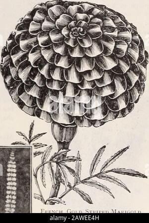 Dreer die 72. jährliche Ausgabe Garten Buch: 1910. Stockfoto