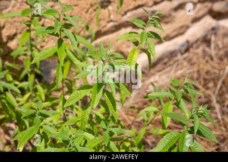 Zitronen-Verbena-Kräuterpflanze wächst in der Sonne vor einer braunen Wand. Stockfoto