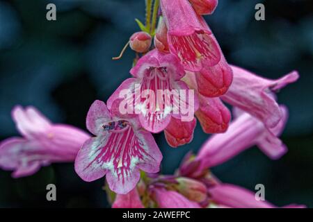 Penstemon Hidcote Pink:Hybrid Beard-Tongues sind die mit Abstand aufführendsten Sorten, die in den Sommer- und Herbstmonaten eine grandiose Farbdarstellung aufweisen. Stockfoto