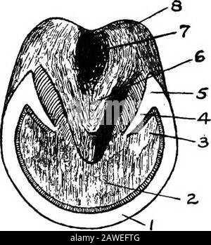 Arten und Marktklassen von Live-Aktien . E zwischen Tewall und Bar ist verdickt und wird als Buttiess bezeichnet. Die Funktion der Stege besteht darin, gegen das Zusammenziehen der Fersen zu reagieren.Die innere oder laminöse Schicht des Wandhorns ist nicht röhrenförmig. Es werden 358 Arten und Marktklassen von Live Stock als laminös bezeichnet, weil es das Aussehen eines Buches hat. Von diesen Laminae gibt es 500 bis 600, die sich von der Oberseite des Hufes bis zur Sohle ausdehnen. Sie ist weniger dick als die äkoronäre Schicht, wird aber wie sie am Heelstum nach vorne abgelenkt, um die leisten zu bilden. Wachstum der Wand.-^Am unteren Ende von t Stockfoto