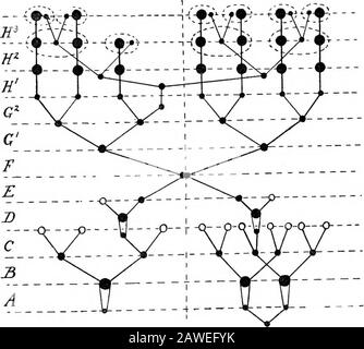 Eine Einführung in die Untersuchung der vergleichenden Anatomie der Tiere . Odukte, die das männliche und weibliche Pronuclei bilden, werden in den Körper des Makrogameten gedrückt, wo sie sich zu einem Akombinationskern zusammenfügen. Sobald die Fusion abgeschlossen ist, wird das Wasser, das Wohltätdas Peristom von Macrogamete gesammelt hat, ausgeworfen, das Protoplasma bewegt sich vorwärts, um seinen Platz einzunehmen, wobei es nicht nur den Kombinationskern, sondern auch den protoplasmatischen Inhalt des Mikrogameten mit sich führt. Letztere ist nun auf ein bloßes Membranousappenage reduziert, das sich aufschrnietet und schließlich abfällt und verloren geht. Digitalisiert durch M Stockfoto