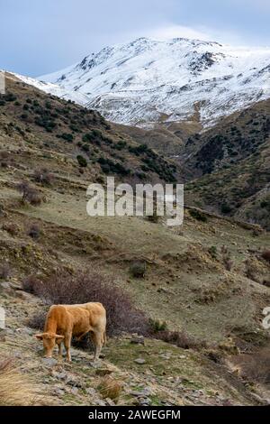 Junge Bergziege im Schnee Stockfoto