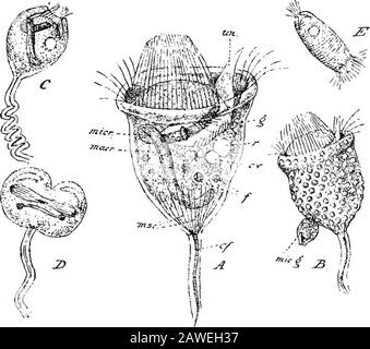 Eine Einführung in die Untersuchung der vergleichenden Anatomie von Tieren .. Das Häutchen ist in verschiedenen Arten unterschiedlich gestreift und ansonsten ornamentiert. In Vorticellanionilata, wie bereits gesagt wurde, ist es mit eng gesetzten Warty prominences bedeckt. Das Ektoplasma ist die unmittelbar darunter liegende und mit dem Häutchen verfärbbare Schicht. Es zeigt die übliche Alveolarstruktur von Protoplasma und unterscheidet sich vom Ektoplasma ofParamecium dadurch, dass es keine Trichocysten gibt. Aber in Vorticellaone können Strukturen erkannt werden, von denen es keine Spur in Paramecium gab - nämlich eine Schicht sehr feiner kontraktiler Fasern Stockfoto