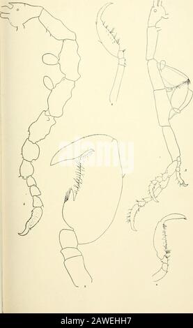 Journal of Entomology and Zoology. OW Tide, La-guna Beach, Juli 1914. (Beitrag des Zoologischen Labors des Pomona College) 60 JOTJENAL DER ENTOMOLOGIE UND ZOOLOGIE Abbildung 1. Abbildung 2. Abbildung 3. Abbildung 4. Abbildung 5. Erläuterung DER PLATTE LC. AcutifrojisBody, die die Länge der Segmente und den fünften Peraepod X16i.Second Gnathopod X50 anzeigt. C. UniformBody von Frauen, die Branchia und Peräpoden X16i.First Gnathopod X 50,5 zeigen. Zweiter Gnathopod X50. Erklärung DER PLATTE II.A. IiirsutaBody von männlichen X25.Second Gnathopod von erwachsenen männlichen X25.Second Gnathopod von jüngeren Formen X25.Second Gnathopod von still youn Stockfoto