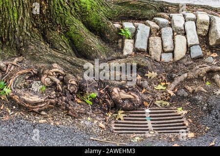 Details zum urbanen New York City: Baumwurzeln, Kopfsteinpflaster und Sturmabfluss auf der Manhattan-Straße Stockfoto