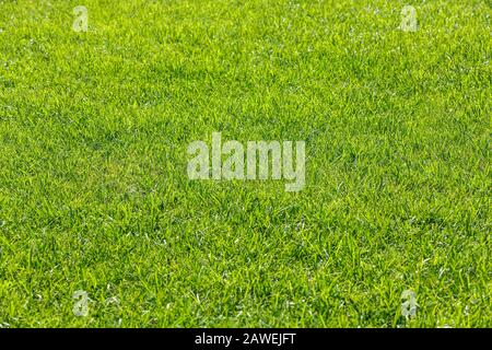 Natürliche Struktur mit grünem Gras Stockfoto